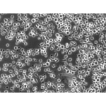 Human Peripheral Blood CD34+ Cells